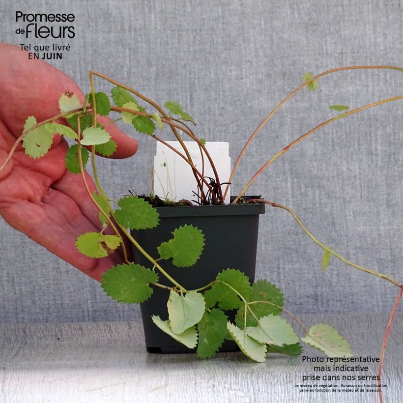 Esemplare di Sanguisorba menziesii Vasetto da 8/9 cm consegnato in estate
