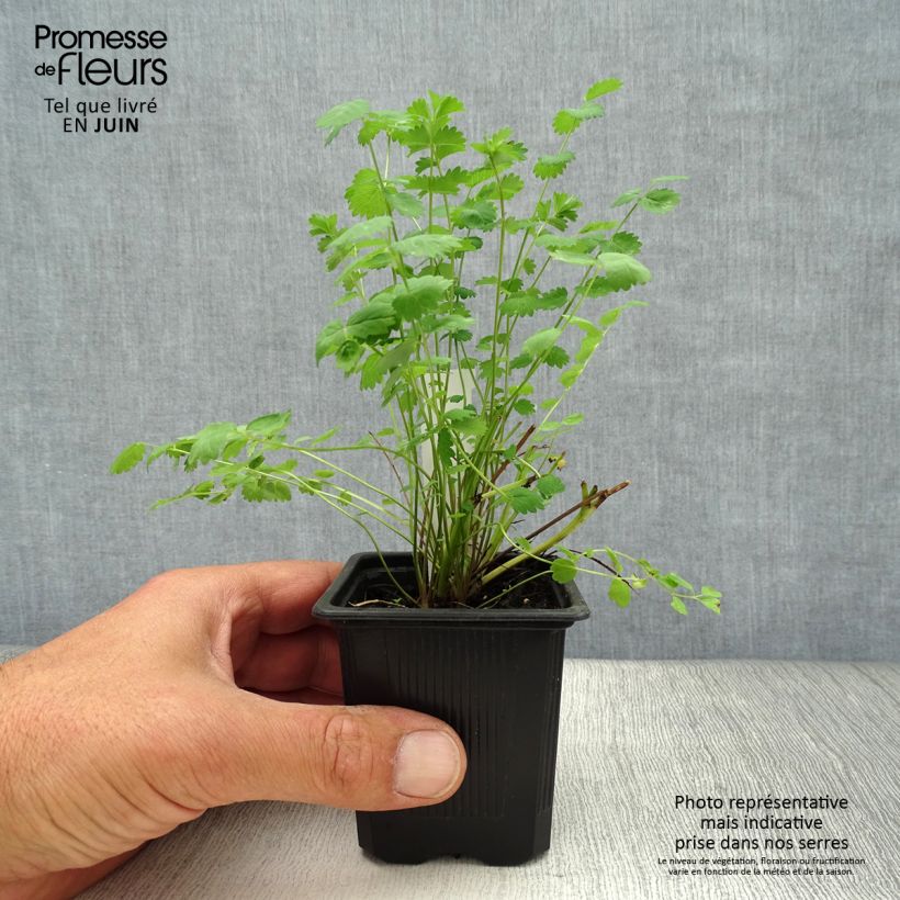 Esemplare di Sanguisorba minor - Pimpinella Vasetto da 7/8 cm consegnato in estate