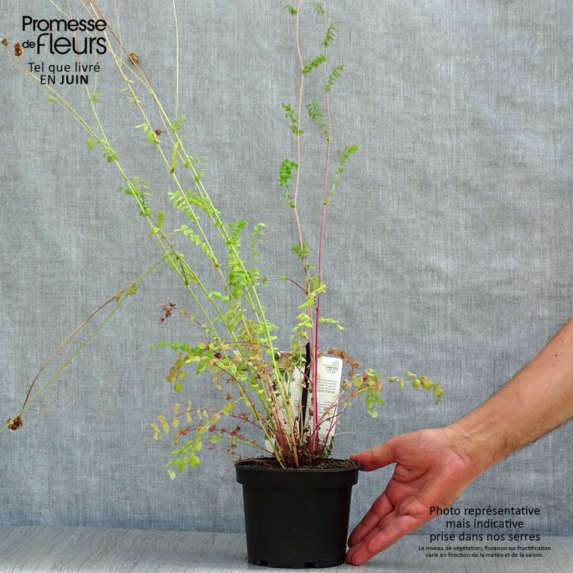 Esemplare di Sanguisorba minor - Pimpinella Vaso da 1,5L/2L consegnato in estate