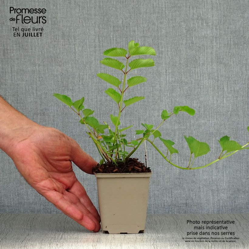 Esemplare di Sanguisorba obtusa Vasetto da 8/9 cm consegnato in estate