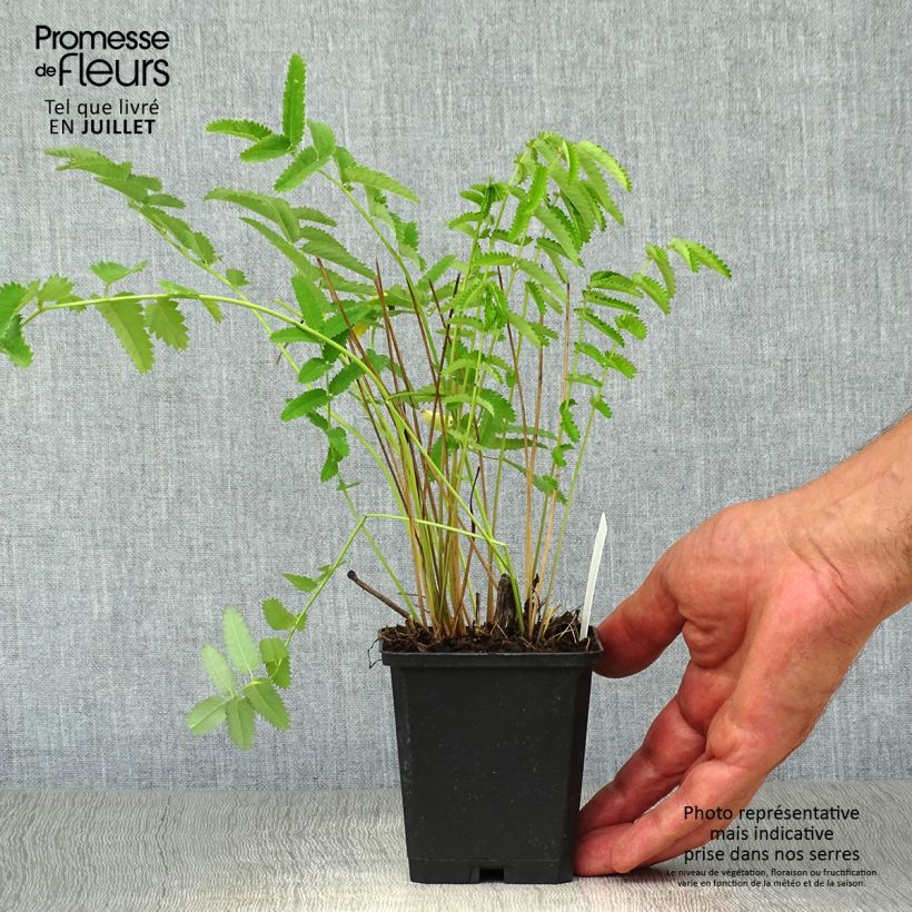 Esemplare di Sanguisorba officinalis Arnhem - Salvastrella maggiore Vasetto da 8/9 cm consegnato in estate