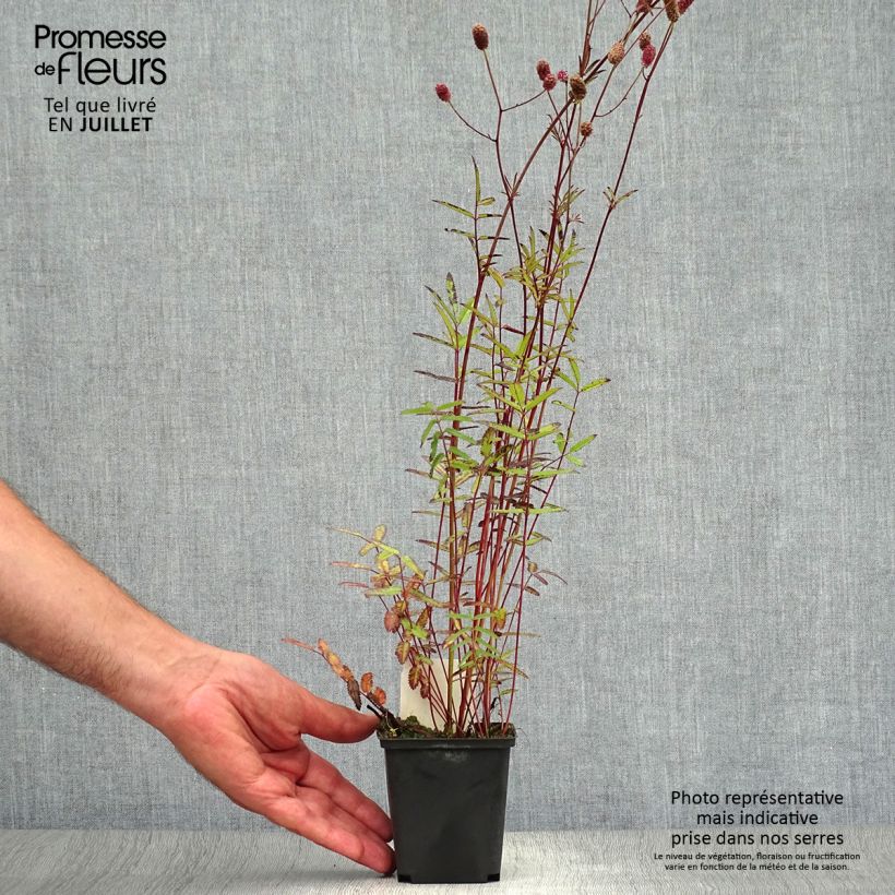 Esemplare di Sanguisorba officinalis Pink Tanna - Salvastrella maggiore Vasetto da 8/9 cm consegnato in estate