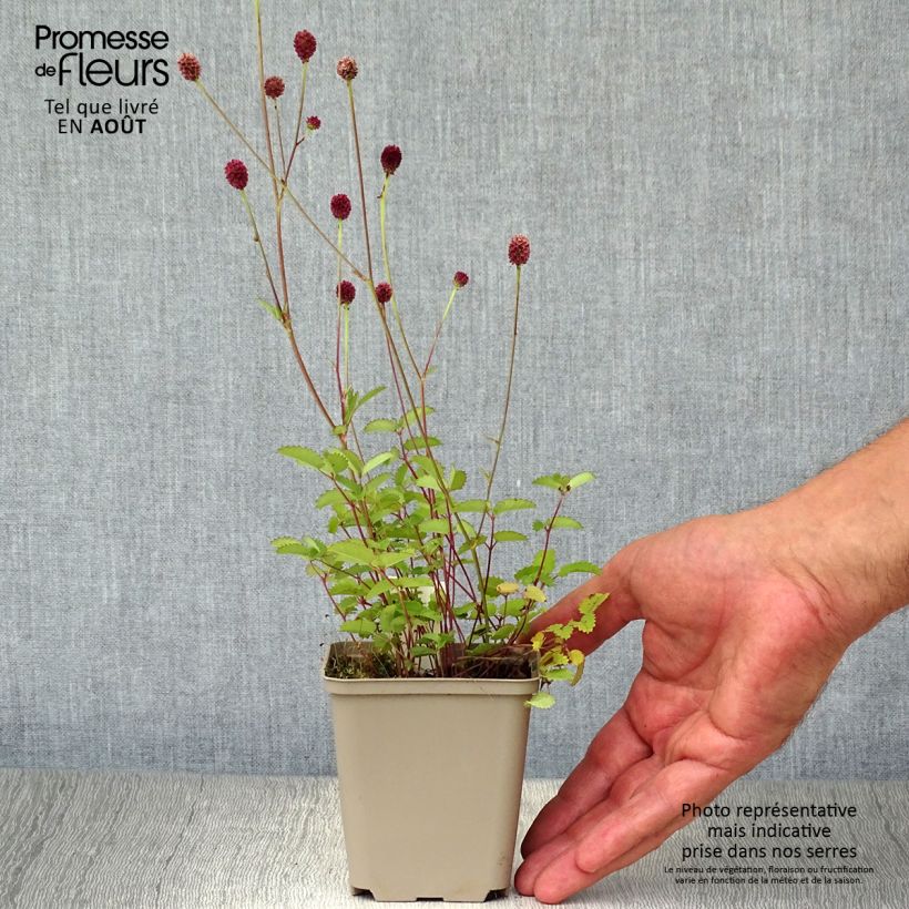 Esemplare di Sanguisorba officinalis Tanna - Salvastrella maggiore Vasetto da 8/9 cm consegnato in estate