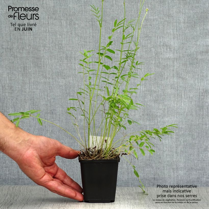 Esemplare di Sanguisorba tenuifolia Alba Vasetto da 8/9 cm consegnato in estate