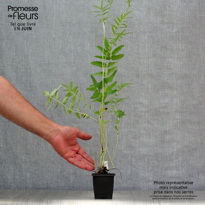 Esemplare di Sanguisorba tenuifolia Pink Elephant Vasetto da 8/9 cm consegnato in estate