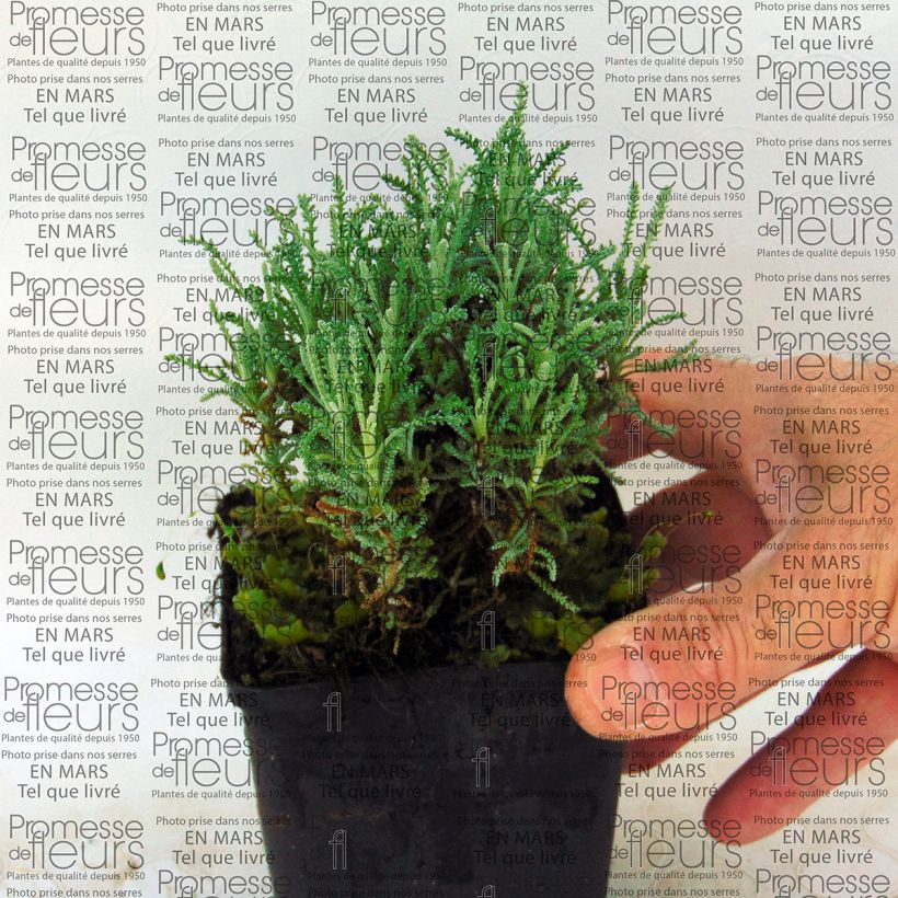Esempio di esemplare Santolina serratifolia - Crespolina Vasetto da 8/9 cmAltezza consegnata circa 10/15cm come consegnato