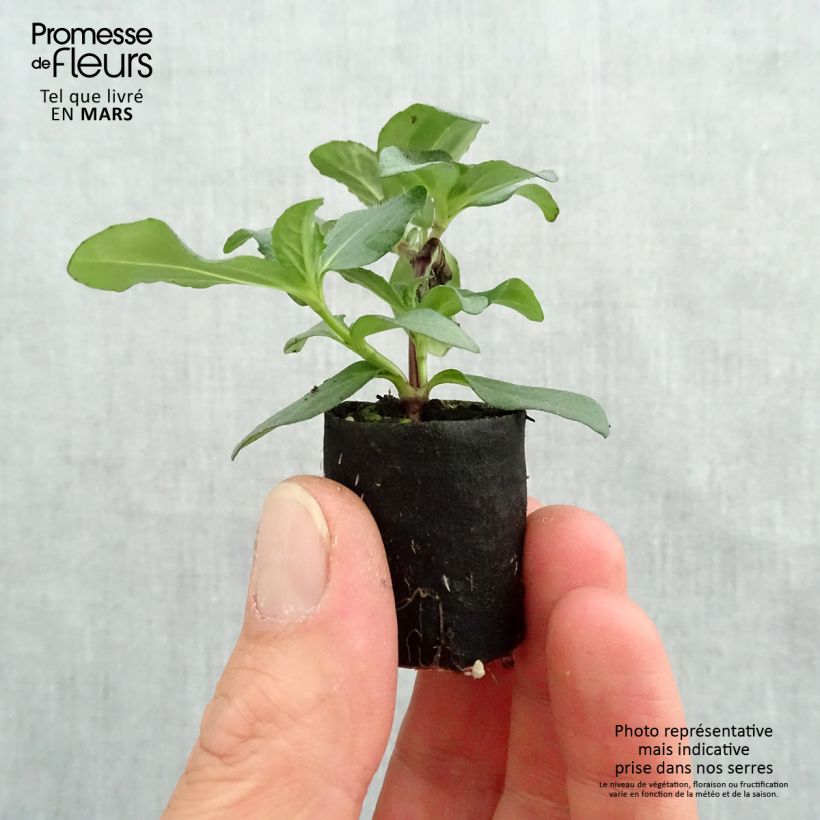 Sanvitalia speciosa Aztekengold mini zolla... esemplare consegnato in primavera