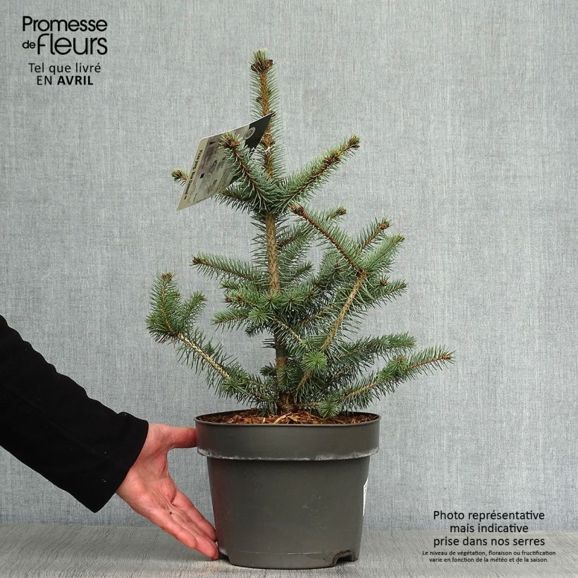 Picea pungens Blue Diamond Vaso da 4L/5L esemplare consegnato in primavera