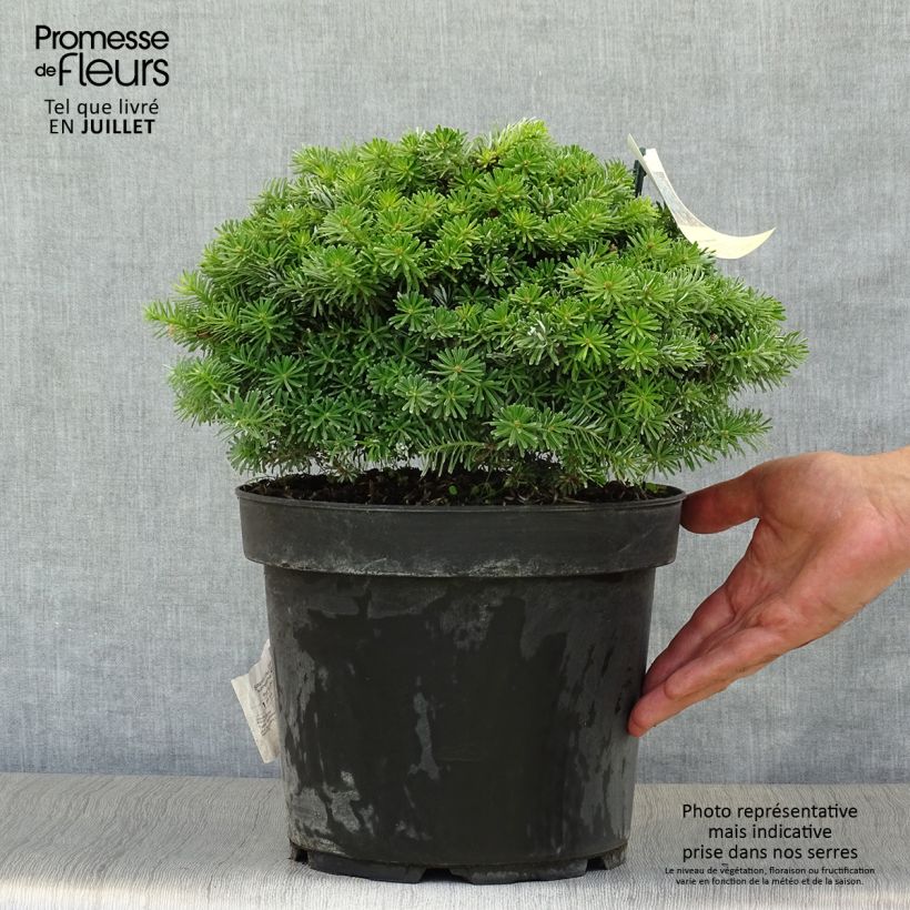 Esemplare di Abete coreano Nadelkissen - Abies koreana Vaso da 7,5L/10L consegnato in estate
