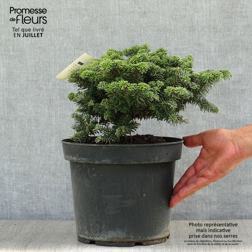 Esemplare di Abete coreano Tundra - Abies koreana Pezzo consegnato in estate