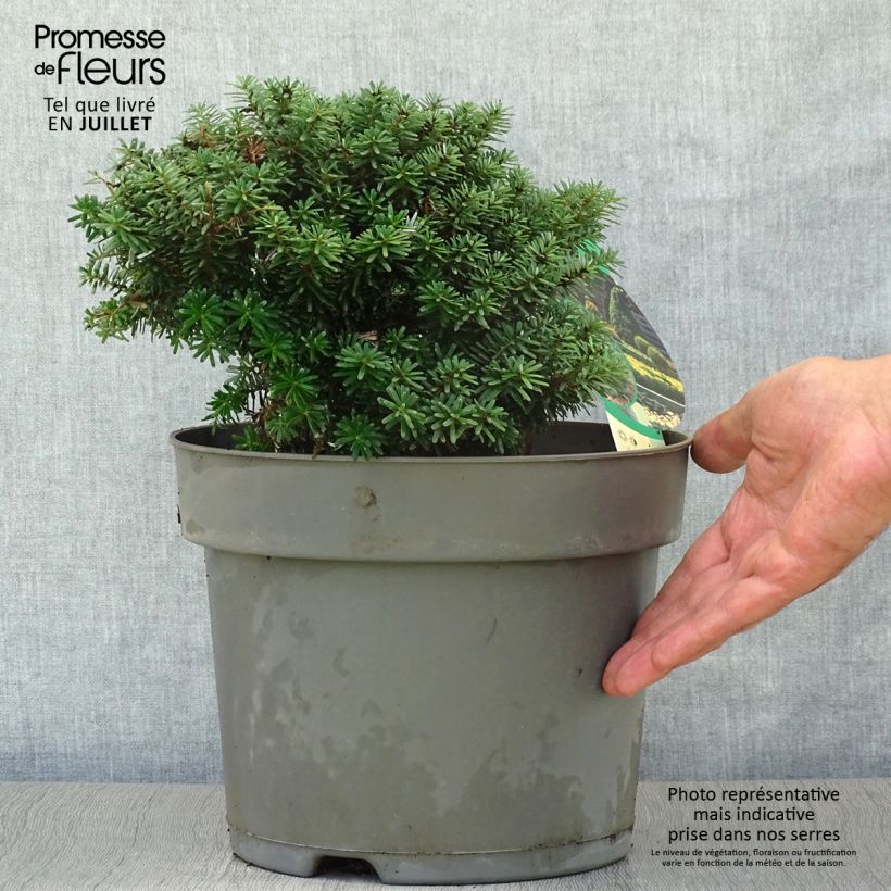 Esemplare di Abete coreano Cis - Abies koreana Vaso da 7,5L/10L consegnato in estate
