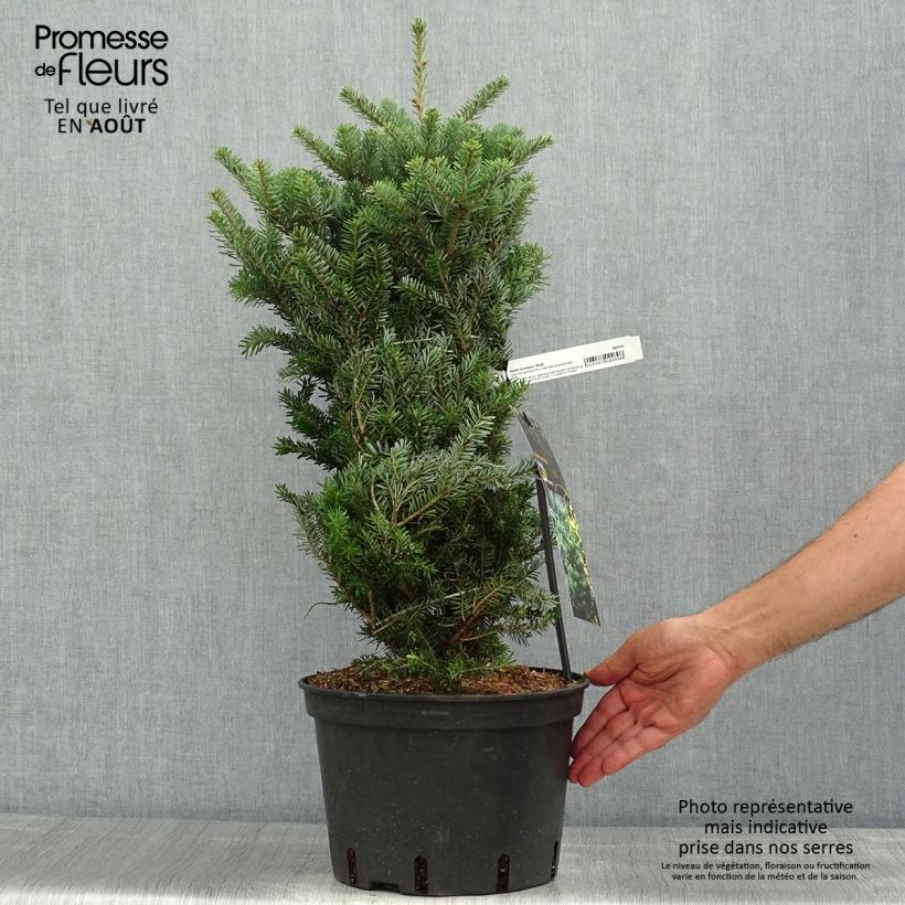 Esemplare di Abete coreano Molli - Abies koreana Vaso da 3L/4L consegnato in estate