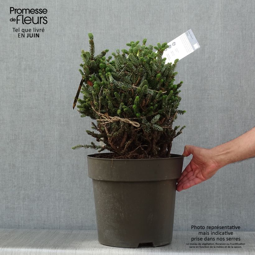 Abete coreano Oberon - Abies koreana Pezzo esemplare consegnato in primavera