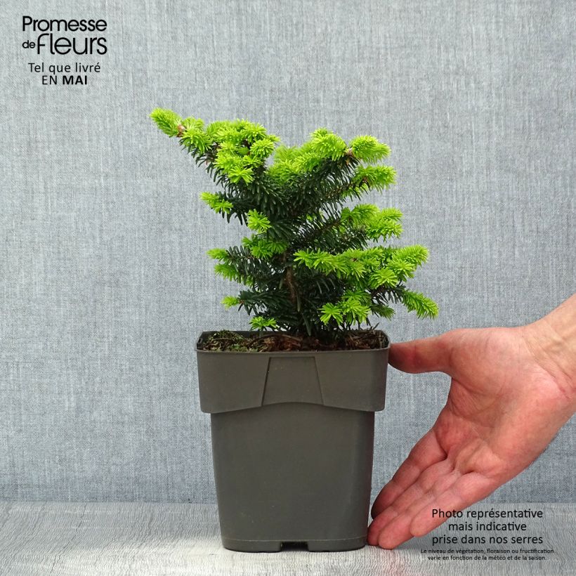Abete balsamico Piccolo - Abies balsamea Vaso da 2L/3L esemplare consegnato in primavera
