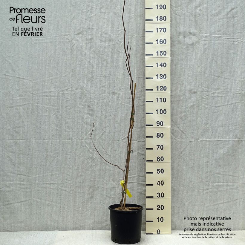 Sapium japonicum Vaso da 12L/15L esemplare consegnato in inverno