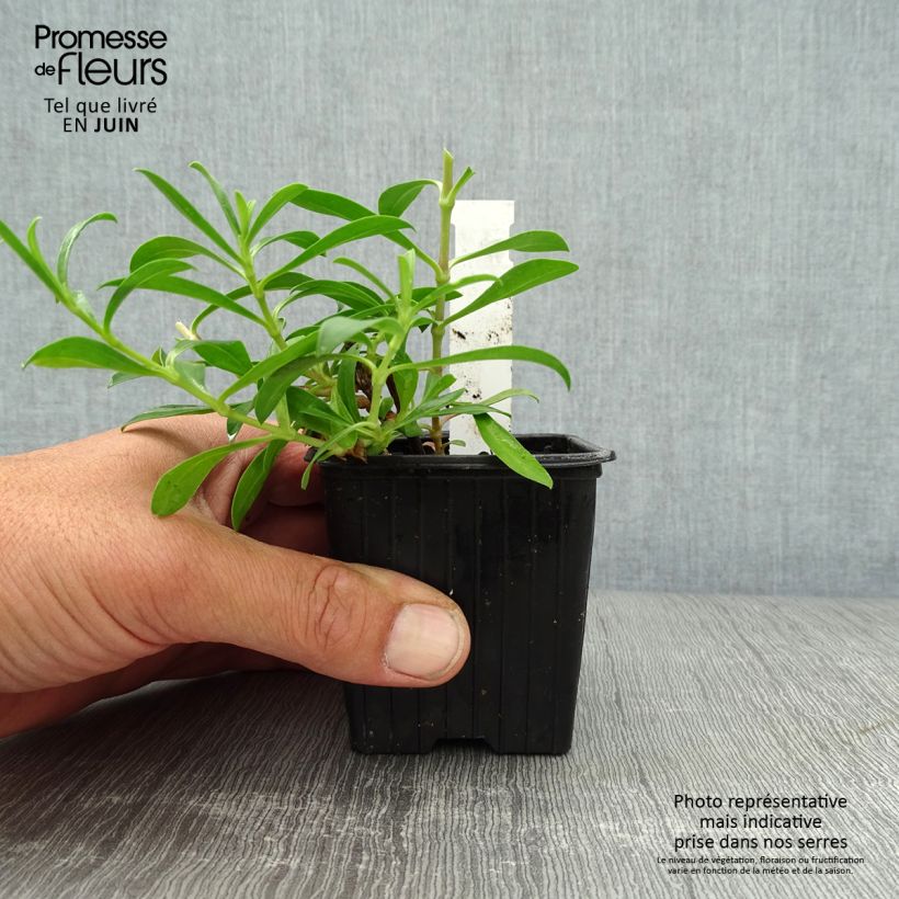Esemplare di Saponaria Max Frei Vasetto da 8/9 cm consegnato in estate