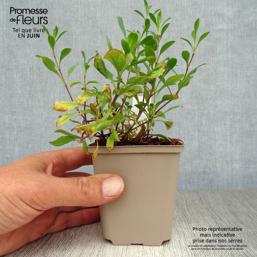 Esemplare di Saponaria ocymoides - Saponaria rossa Vasetto da 8/9 cm consegnato in estate