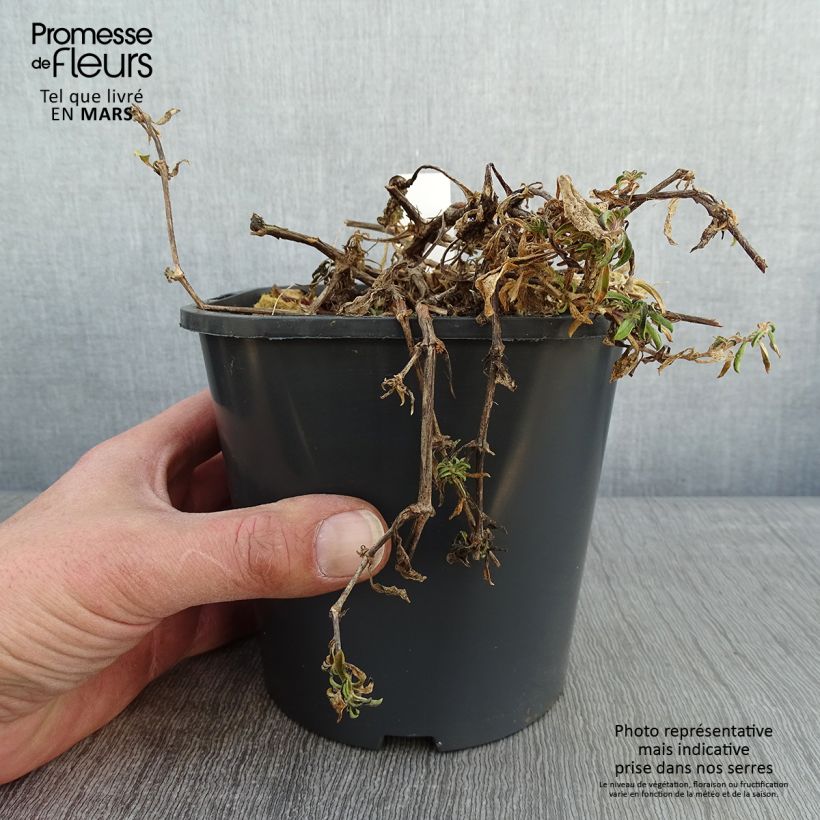 Saponaria ocymoides - Saponaria rossa Vaso da 2L/3L esemplare consegnato in inverno