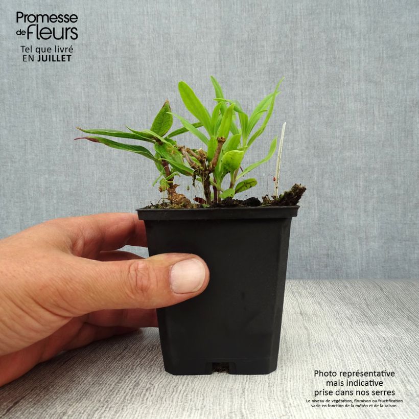 Esemplare di Saponaria officinalis Rosea Plena - Saponaria comune Vasetto da 8/9 cm consegnato in estate