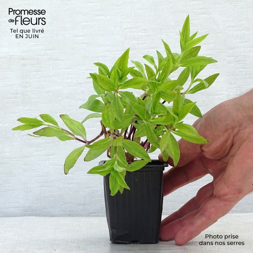 Esemplare di Saponaria officinalis - Saponaria comune Vasetto da 7/8 cm consegnato in estate