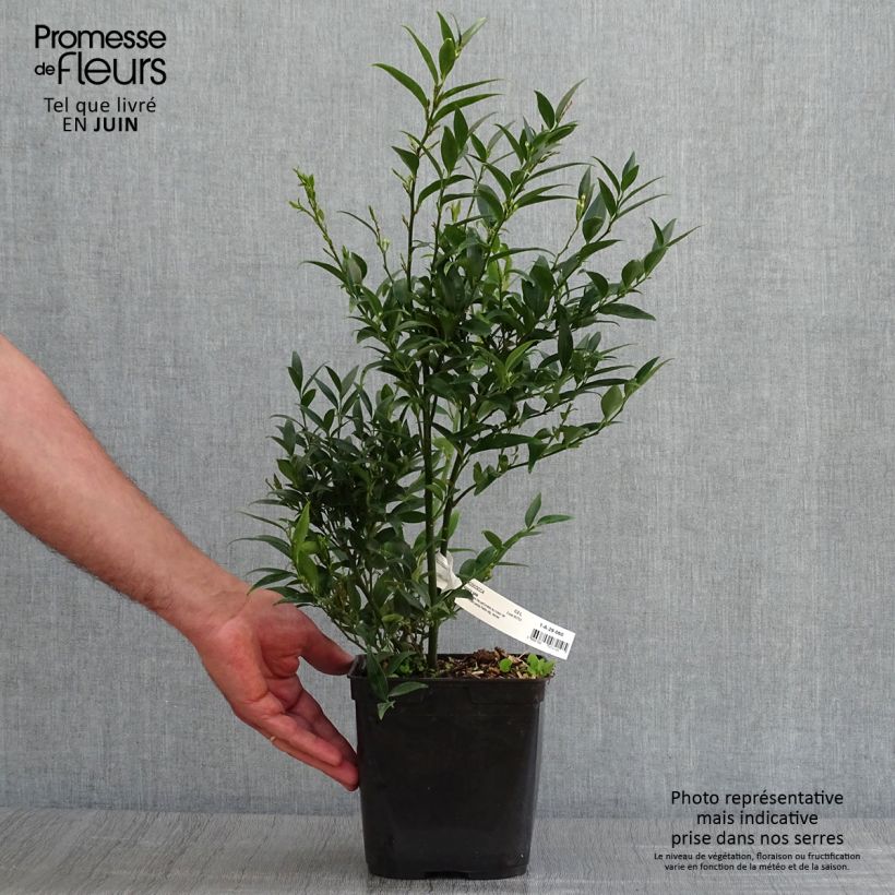 Esemplare di Sarcococca ruscifolia Dragon's gate Vaso da 3L/4L consegnato in estate