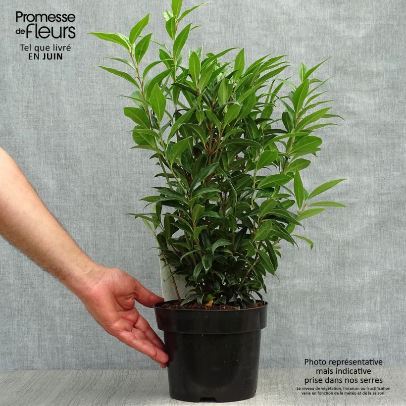 Esemplare di Sarcococca Winter Gem Vaso da 2L/3L consegnato in estate
