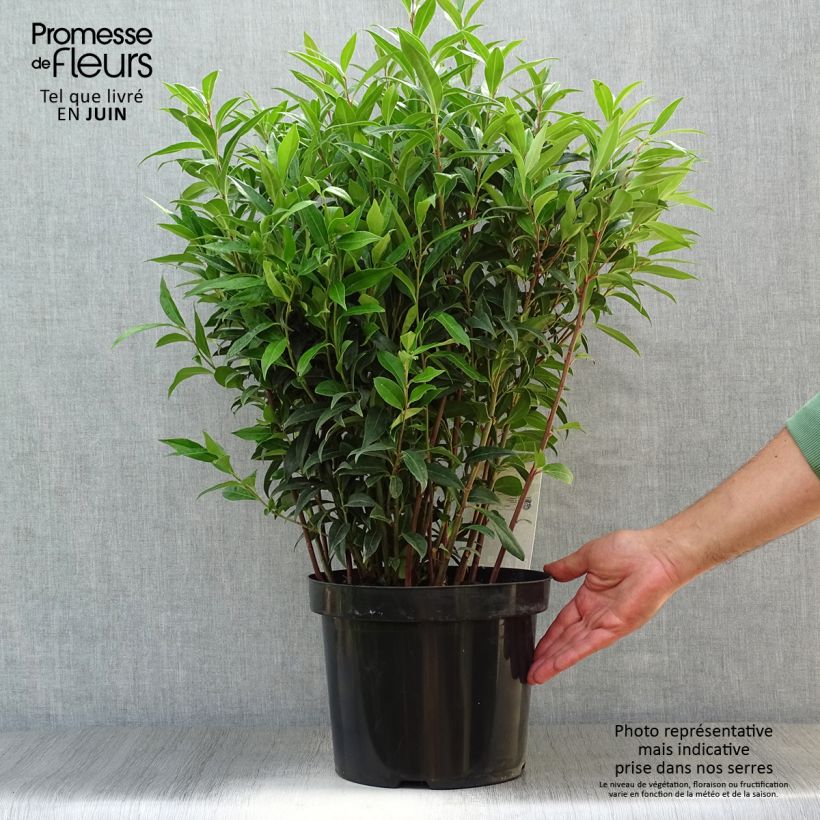 Esemplare di Sarcococca Winter Gem Vaso da 7,5L/10L consegnato in estate