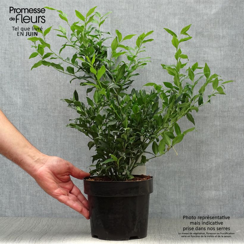 Esemplare di Sarcococca confusa Vaso da 2L/3L consegnato in estate