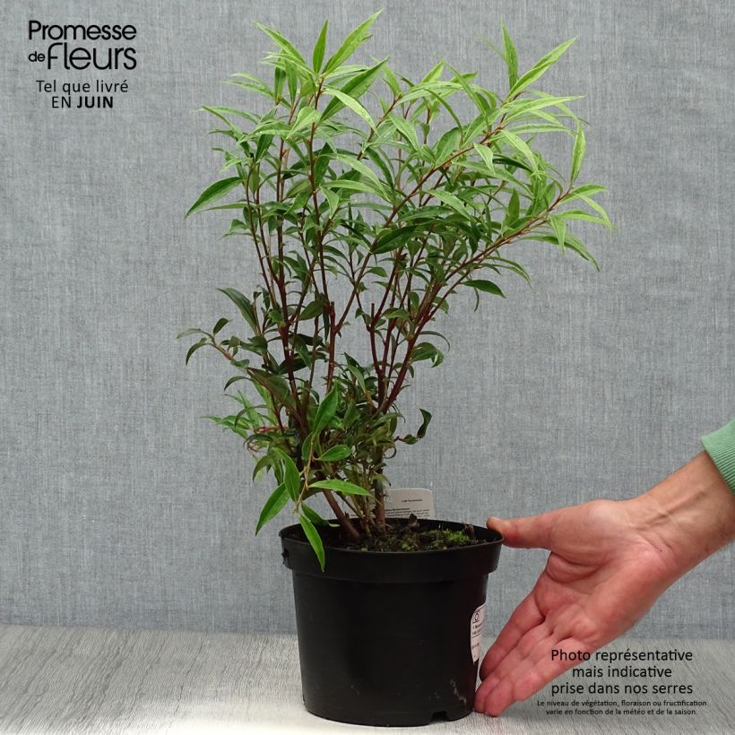 Esemplare di Sarcococca hookeriana var. digyna Vaso da 2L/3L consegnato in estate