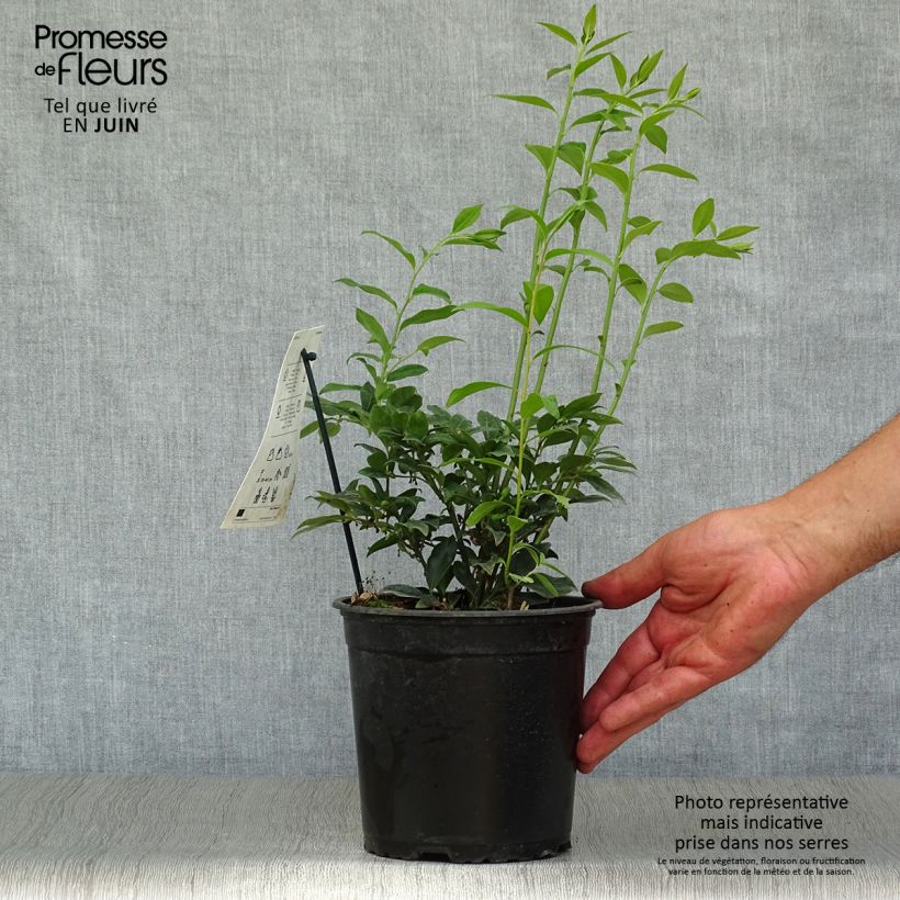 Esemplare di Sarcococca hookeriana Vaso da 2L/3L consegnato in estate