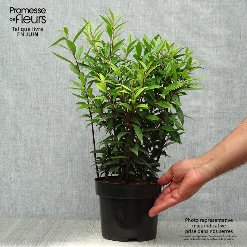 Esemplare di Sarcococca hookeriana var. digyna Purple Gem Vaso da 3L/4L consegnato in estate