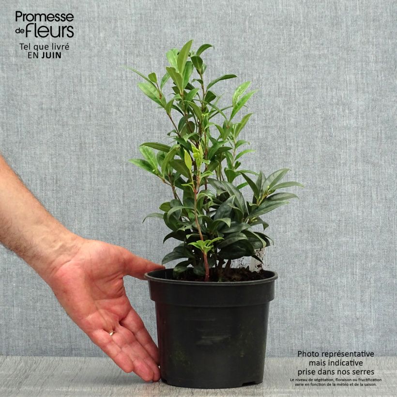 Esemplare di Sarcococca hookeriana var. humilis Vaso da 2L/3L consegnato in estate
