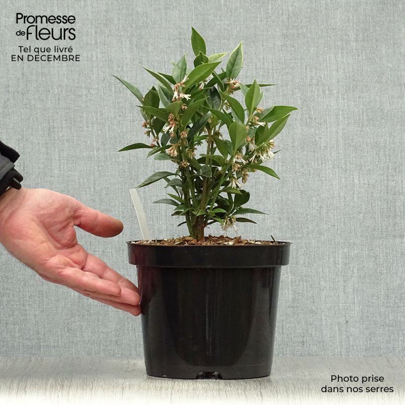 Sarcococca orientalis Vaso da 2L/3L esemplare consegnato in inverno