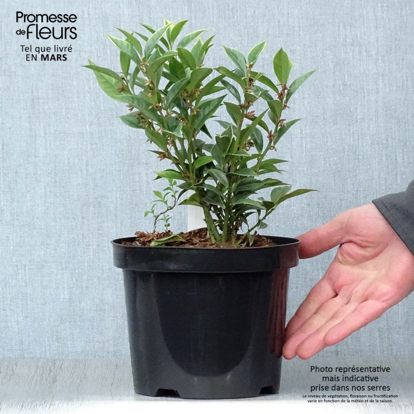 Sarcococca orientalis Vaso da 2L/3L esemplare consegnato in primavera