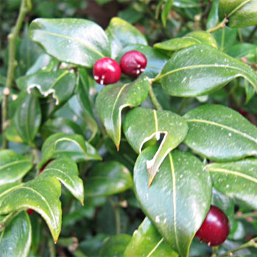 Sarcococca ruscifolia (Fioritura)