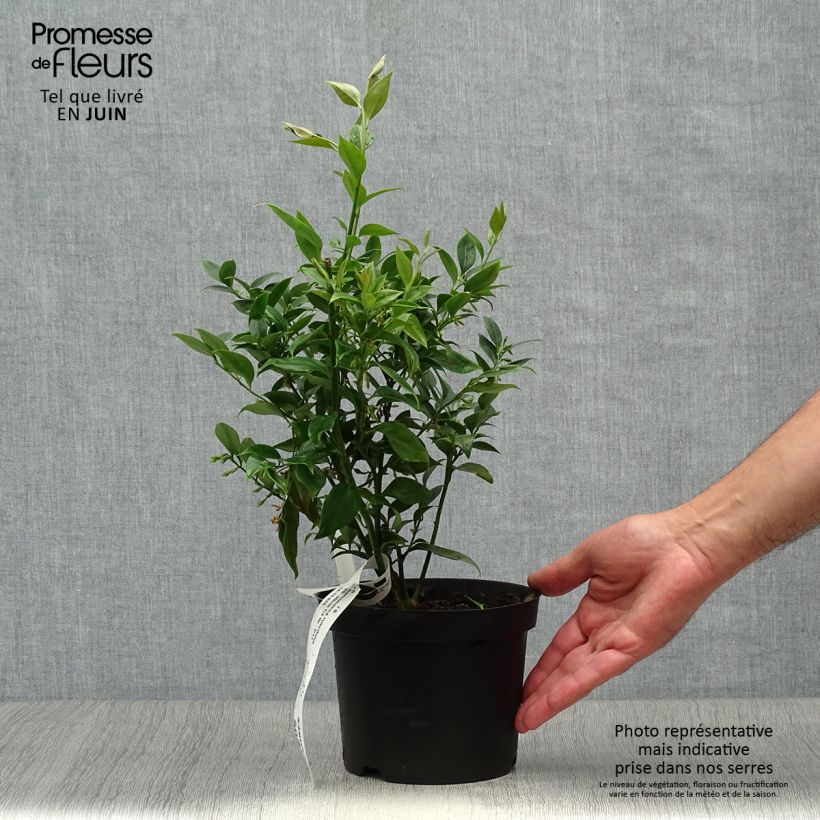 Esemplare di Sarcococca ruscifolia Vaso da 2L/3L consegnato in estate