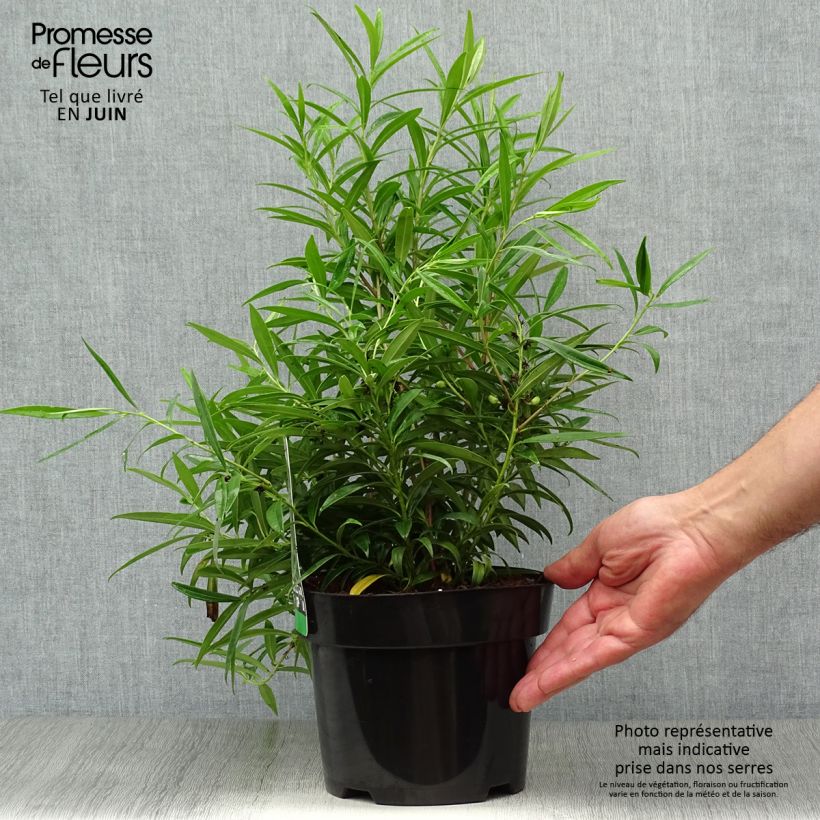Esemplare di Sarcococca saligna Vaso da 2L/3L consegnato in estate