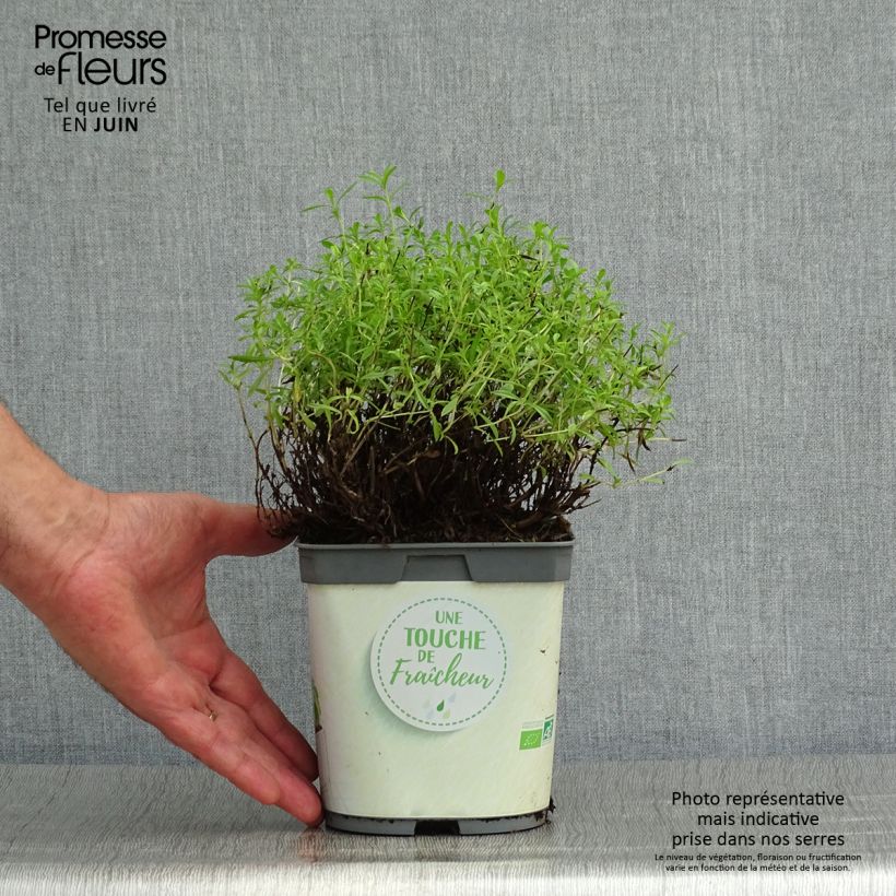 Esemplare di Santoreggia montana Bio (piante) Vaso da 1L/1,5L consegnato in estate