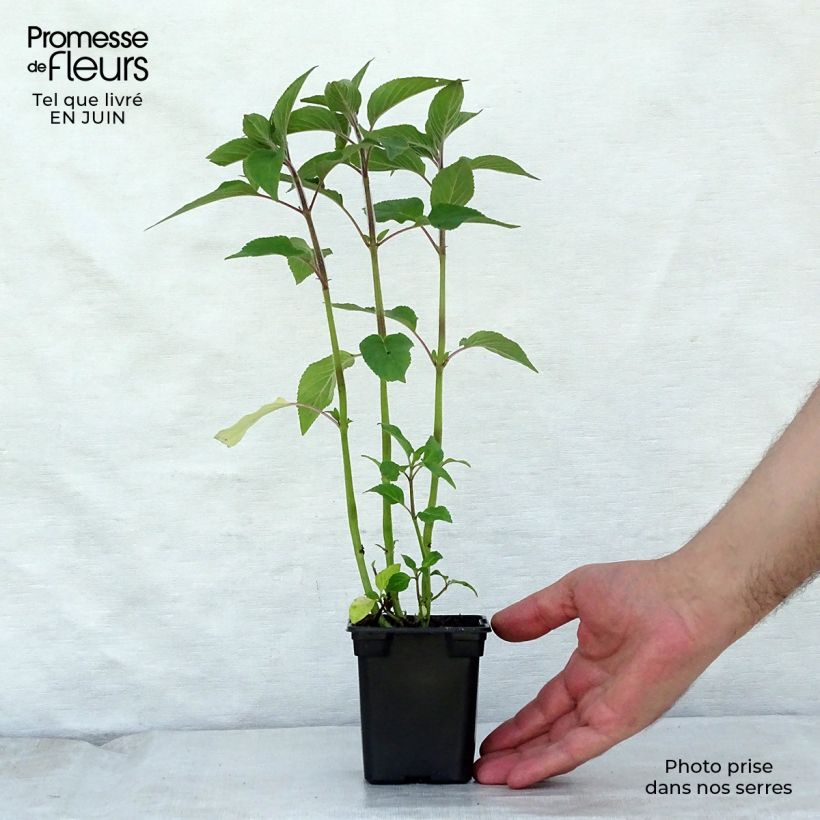 Esemplare di Salvia elegans Ananas - Salvia ananas Vasetto da 7/8 cm consegnato in estate
