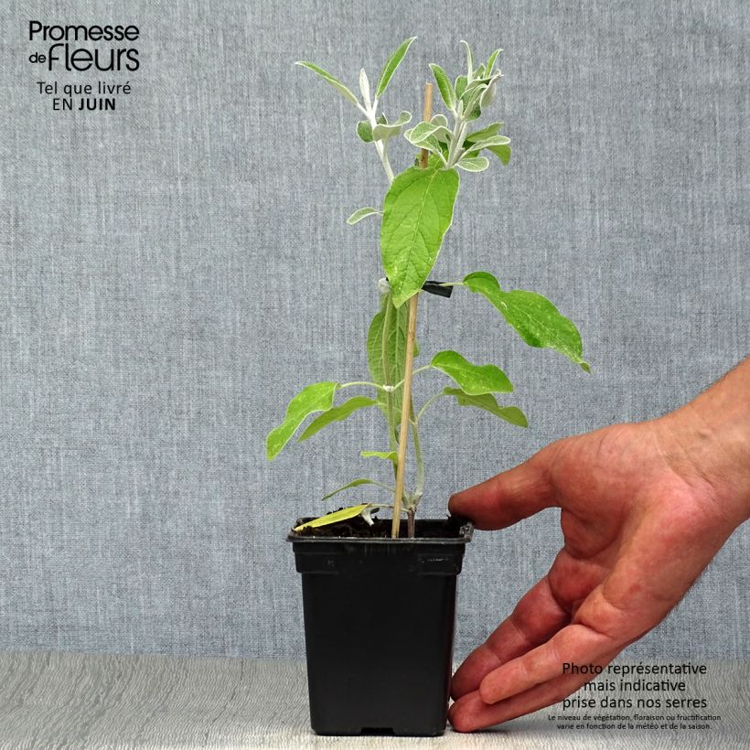 Esemplare di Salvia discolor - Salvia peruviana Vasetto da 7/8 cm consegnato in estate