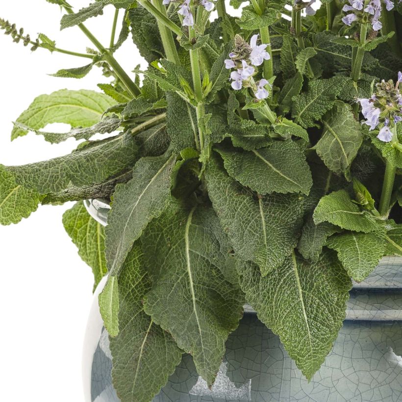 Salvia nemorosa Colorspires Crystal Blue (Fogliame)