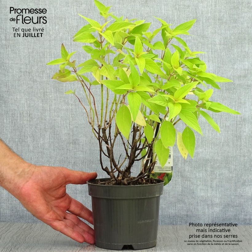 Esemplare di Salvia elegans Golden Delicious - Salvia ananas Vaso da 1,5L/2L consegnato in estate