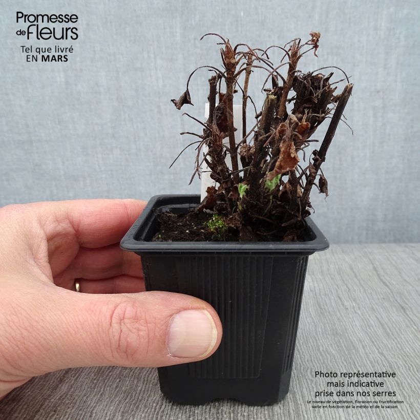 Salvia glutinosa - Salvia vischiosa Vasetto da 8/9 cm esemplare consegnato in inverno