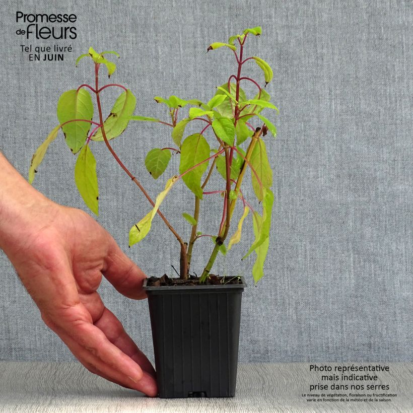 Esemplare di Salvia involucrata Bethelii Vasetto da 7/8 cm consegnato in estate