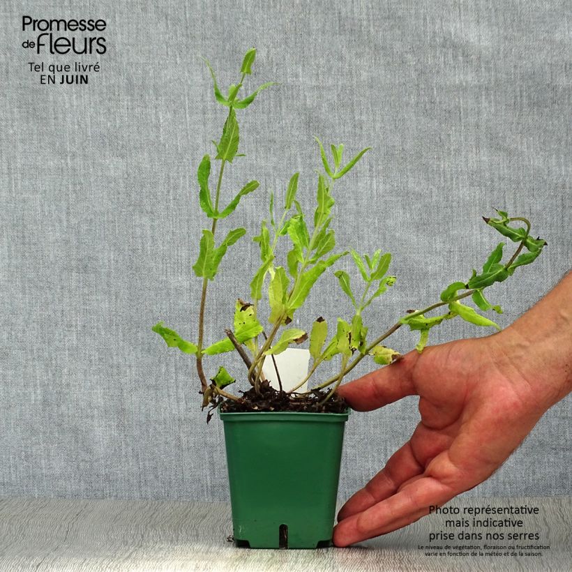 Esemplare di Salvia nemorosa Amethyst Vasetto da 8/9 cm consegnato in estate