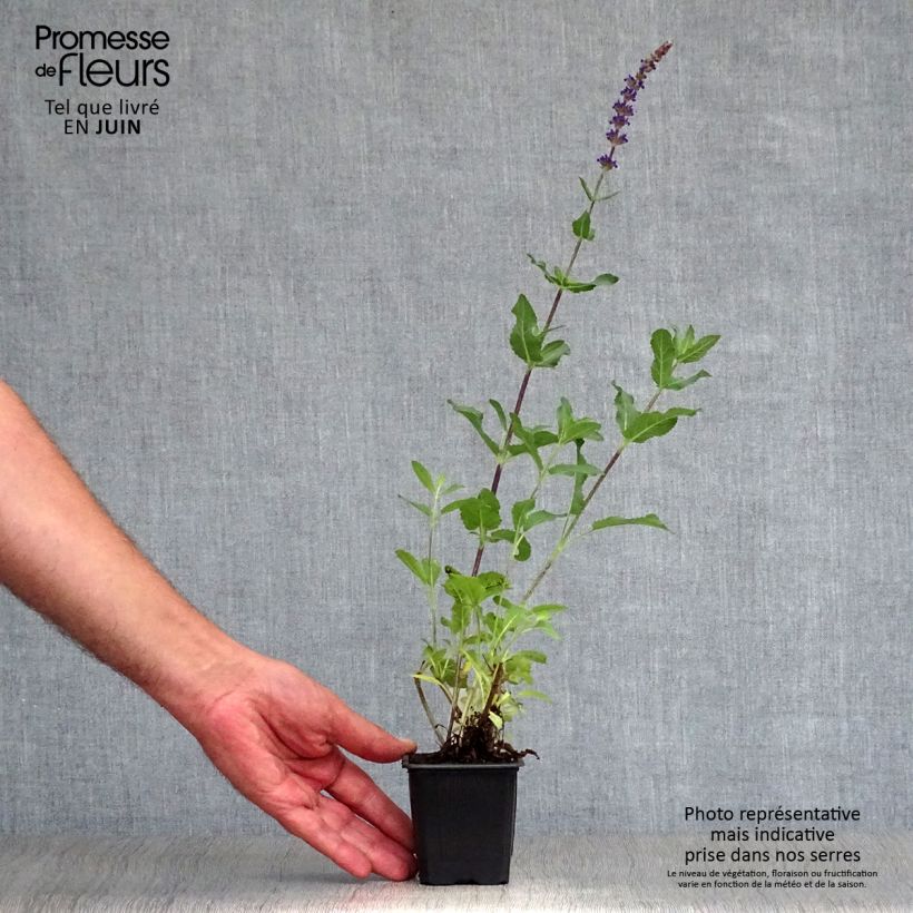 Esemplare di Salvia nemorosa Caradonna Vasetto da 8/9 cm consegnato in estate