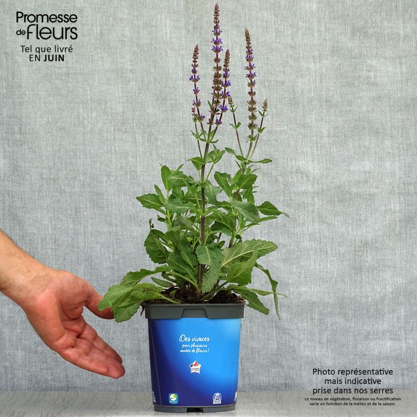 Esemplare di Salvia nemorosa Caradonna Vaso da 1,5L/2L consegnato in estate