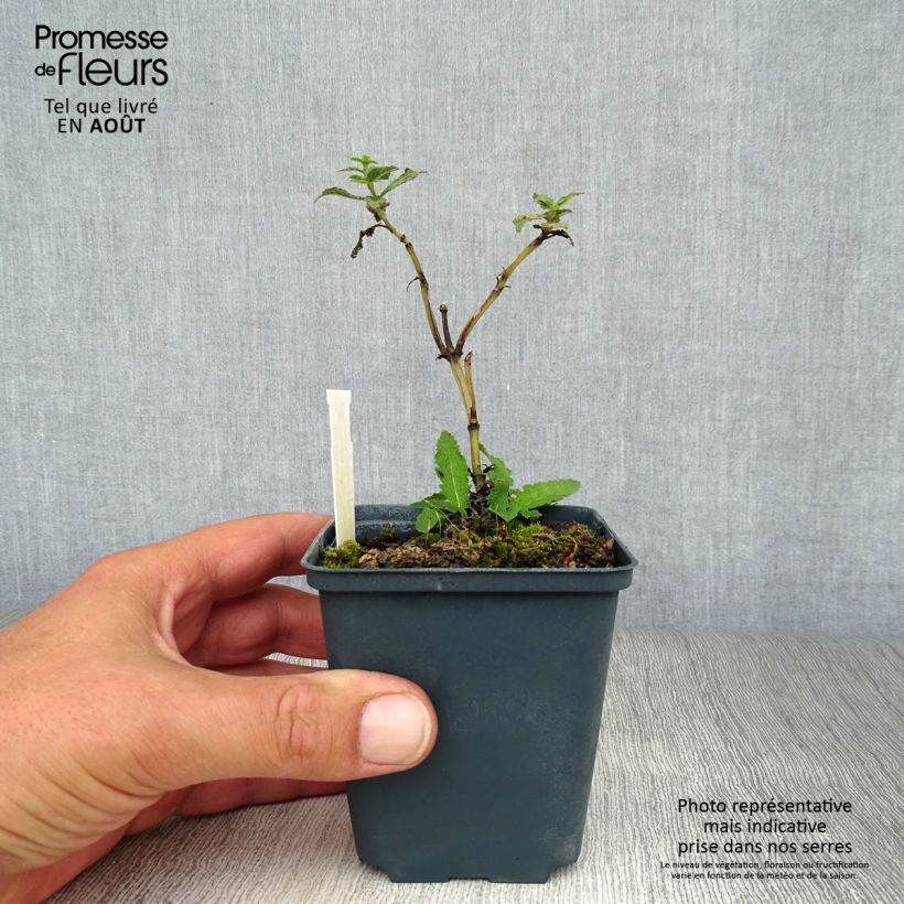 Esemplare di Salvia nemorosa Schwellenburg Vasetto da 8/9 cm consegnato in estate