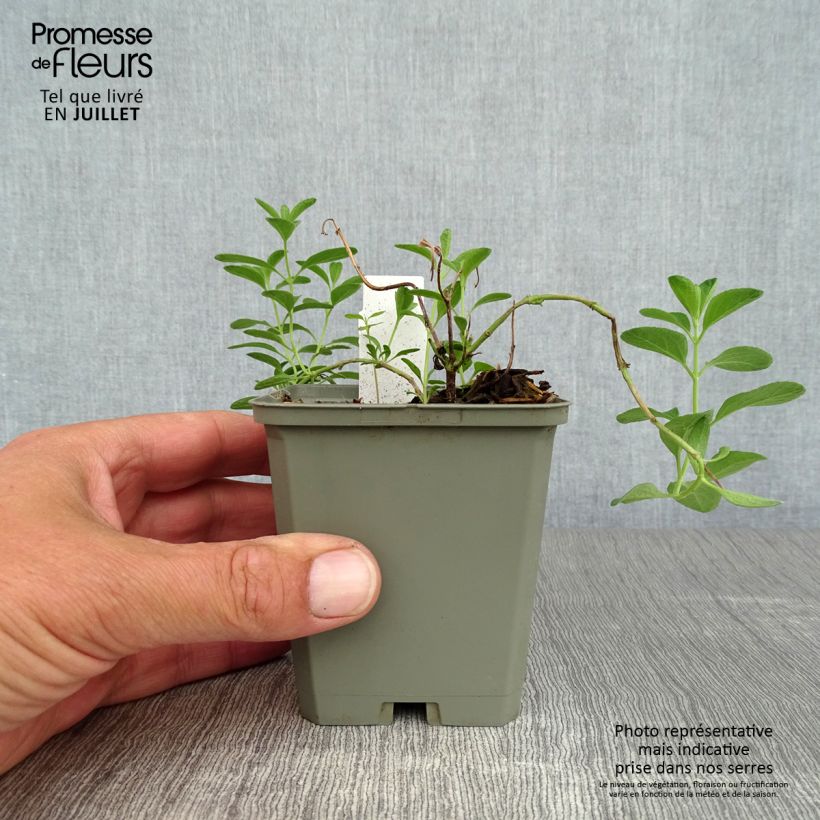 Esemplare di Salvia microphylla Blue Note - Salvia arbustiva Vasetto da 8/9 cm consegnato in estate