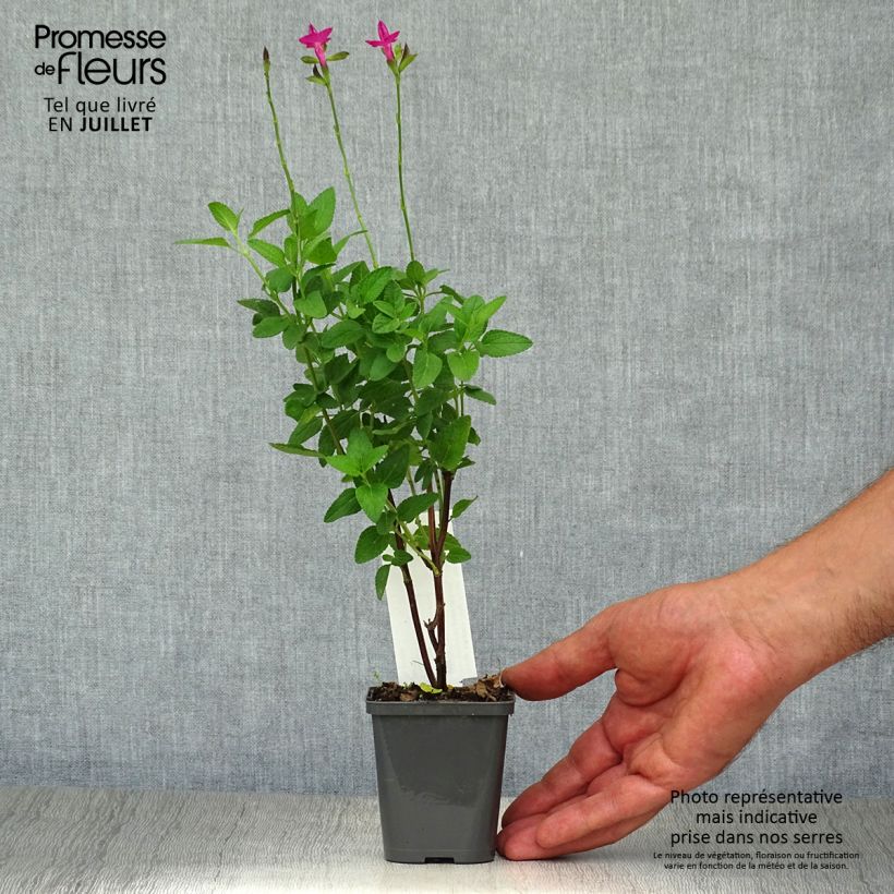 Esemplare di Salvia microphylla Cerro Potosi - Salvia arbustiva Vasetto da 7/8 cm consegnato in estate